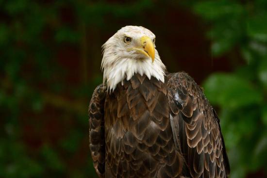 Centre Aubudon pour les oiseaux de proie